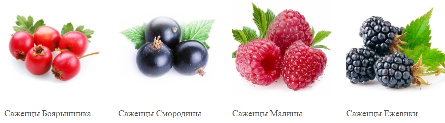 саженцы на дачном участке
